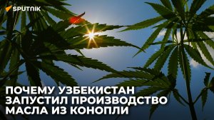 И для косметологии, и для химпрома: в Сырдарье стали производить конопляное масло