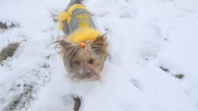 Первый снег,Йоркширский терьер Маркус.Yorkshire Terrier.I love Yorkies смотреть онлайн