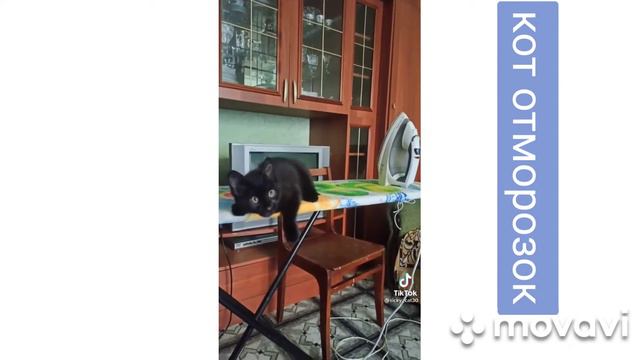 кот отморозок