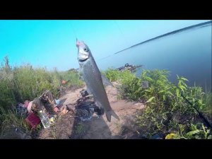 Рыбалка на Амуре, Фидер