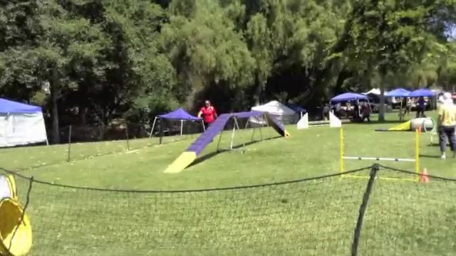 06/22/2013: Smart, AKC, Masters Standard & Jumpers 16", 1st places / QQ #19 смотреть онлайн