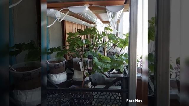 Виноградник на балконе, продолжение. смотреть онлайн