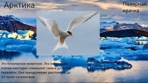 Безопасные и небезопасные животные - Арктика