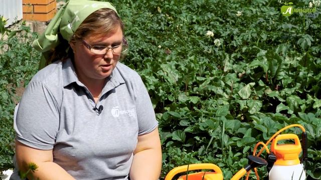 Уход за клубникой после сбора урожая. Уход за земляникой после плодоношения в августе