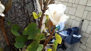 БАУХИНИЯ - ОРХИДЕЙНОЕ ДЕРЕВО#баухиния#цветы#весна#любимые_цветы