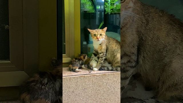 ялтинская кото семья