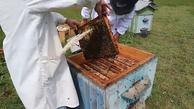 Один день из жизни пчеловодов любителей| Качаем липовый мёд смотреть онлайн