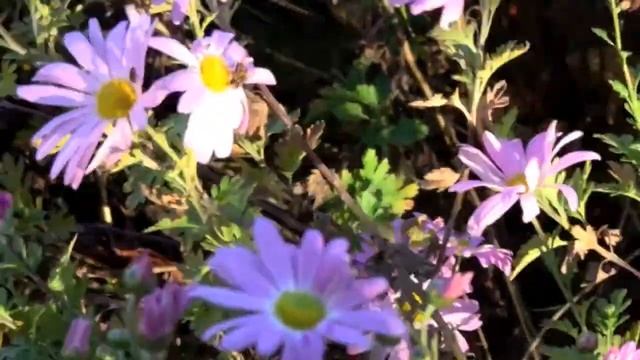 " Autumn Leaves" Almost "A" Quartet @ Krannert Art Museum CU Tango 11/9/13 смотреть онлайн