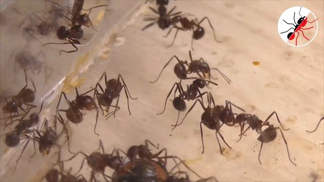 БАТТЛ-ЭКСПЕРИМЕНТ! БОЖЬЯ КОРОВКА против МУРАВЬЕВ! смотреть онлайн