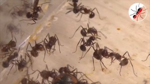 БАТТЛ-ЭКСПЕРИМЕНТ! БОЖЬЯ КОРОВКА против МУРАВЬЕВ!