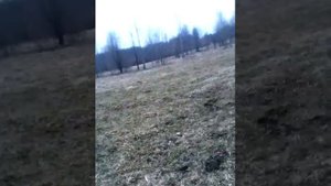 Я на даче , а у соседей козы пасутся