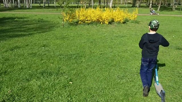 Как называются КУСТЫ? смотреть онлайн