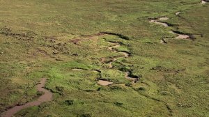 National Geographic Great Migrations Born To Move