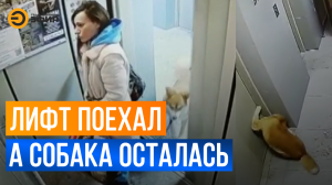 Лифт зажал поводок и пришлось спасать и хозяйку и собаку в Казани