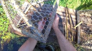 Ловушки пирамидки на диких уток! 24 Часа Нашел грибы краснюки