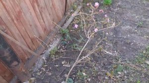 Рододендрон даурский. Небольшой обзор.