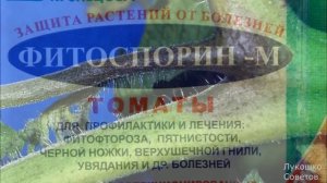 Фитофтора на Помидорах Не Появится Никогда! Что Делать Чтобы Избавиться от Фитофтороза в Огороде Са