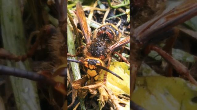 Почему дрожит шершень? смотреть онлайн