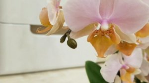 Орхидея ТУЛЬКАН Phalaenopsis TULCAN цветение орхидеи тулкан orchid orchids фаленопсис