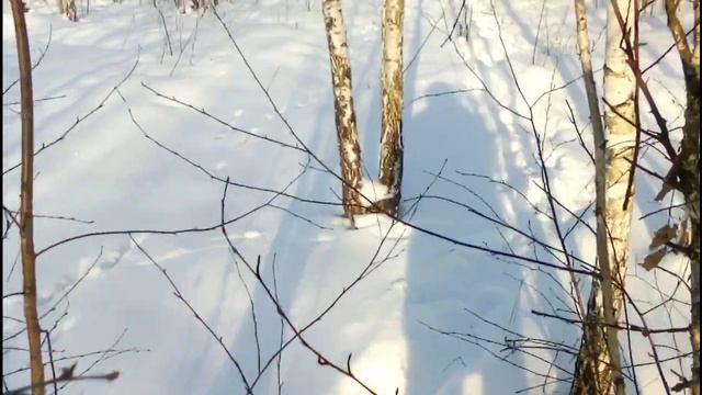 Проверка Петель на Зайца смотреть онлайн