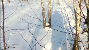 Проверка Петель на Зайца