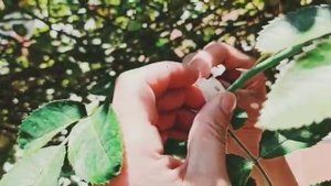 Садовые клипсы для подвязки растений