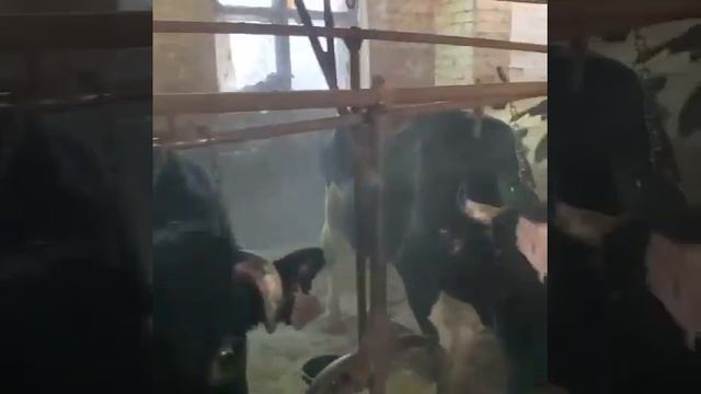 Дойные коровы молочные.Продажа КРС разных пород коров. agrokros.ru #крс