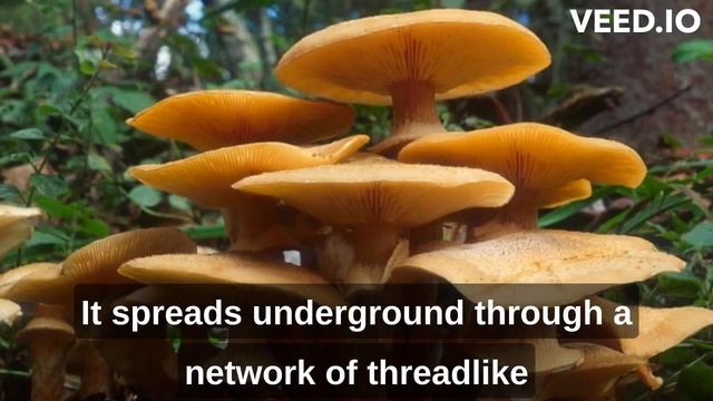 The Incredible Honey Mushroom: The Largest Living Organism on Earth смотреть онлайн