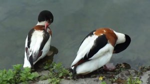 КРАСАВИЦЫ КРАСНОКЛЮВЫЕ УТОЧКИ ЧИСТЯТ ПЕРЬЯ НА БЕРЕГУ