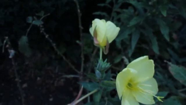 Имя этого чудесного цветка – Крупно цветковая Энотера смотреть онлайн