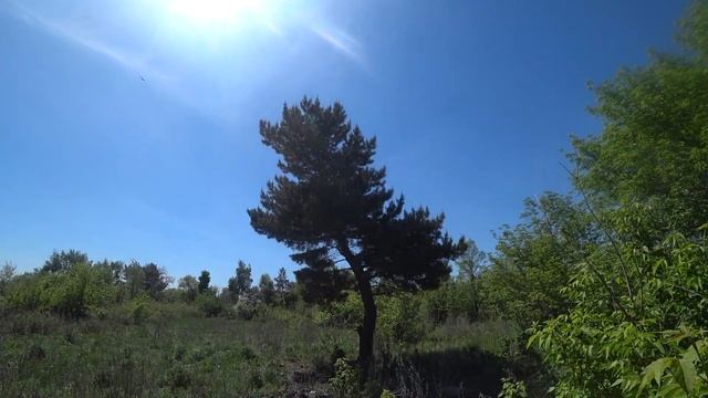 Природа-матушка выгнула хвойное дерево в окрестностях Караганды смотреть онлайн