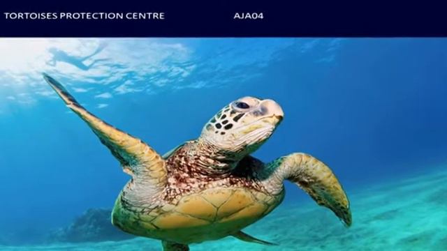 Трансатлантический круиз. 20 день, Корсика. смотреть онлайн