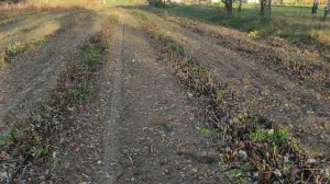 Малина как бизнес