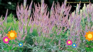 Вероникаструм виргинский Розеа. Краткий обзор, описание характеристик veronicastrum virginicum Rose