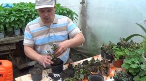 ВЕЧНОЦВЕТУЩАЯ БЕГОНИЯ-РАЗМНОЖЕНИЕ ДЕЛЕНИЕМ КУСТА!