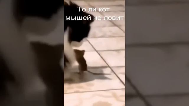 Кот и Мыши договорняк Видео приколы с животными смотреть онлайн бесплатно