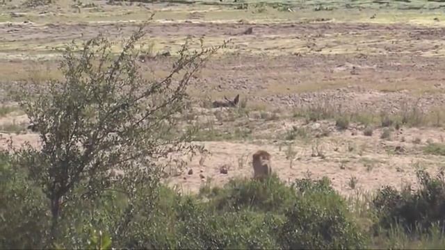 МАТЕРИ ЖИВОТНЫХ В ДЕЛЕ! Как мамы животного мира защищают детенышей от хищников смотреть онлайн