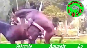 donkey mating   New Donkeys mating video   Animals Love تزاوج الحمير   تزاوج الح