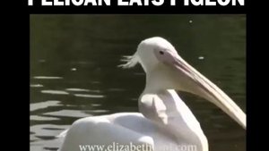 Пеликан схавал голубя - Pelican eats pigeon