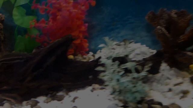 Аквариум на 200 литров советы смотреть онлайн