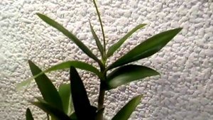 Орхидея дендробиум Берри Ода (Berry Oda) уход в домашних условиях