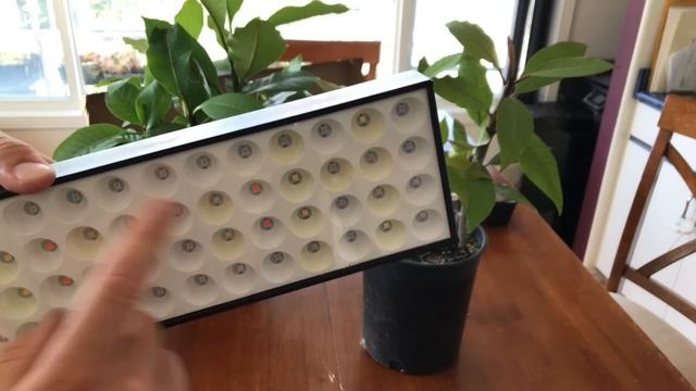 New 60w JCBritw LED Grow Light and 30w Update with Results!