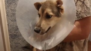 Продолжение истории Волчиши!  Девочка делает БОЛЬШИЕ УСПЕХИ!