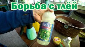 Щадящая обработка кустов и растений от тли
