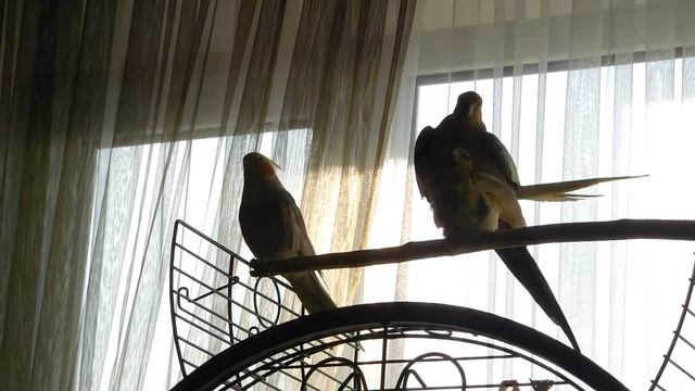 Спаривание попугаев корелла смотреть онлайн