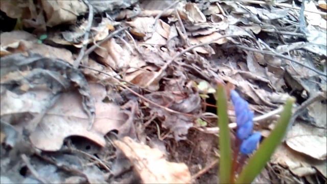 Подснежники. Snowdrops.Підсніжники Холодний Яр смотреть онлайн