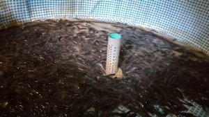 Африканский клариевый сом.замена воды.