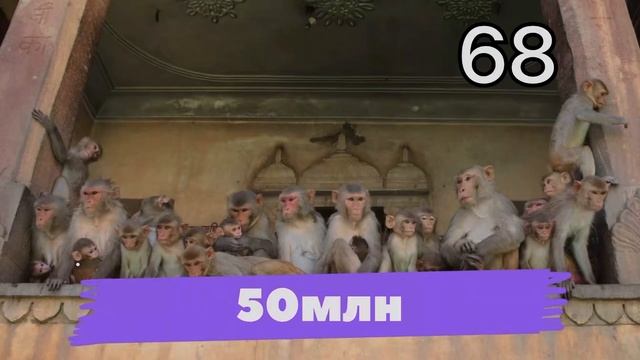 130 интересных фактов о животных смотреть онлайн