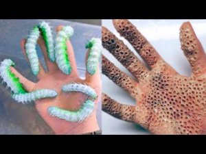 10 Самых Ядовитых Насекомых, Которых Лучше не Трогать