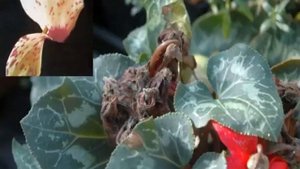 Цикламен персидский — выращивание и уход